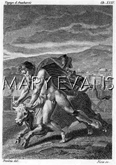 Wrestles: WRESTLING A YOUNG BULL