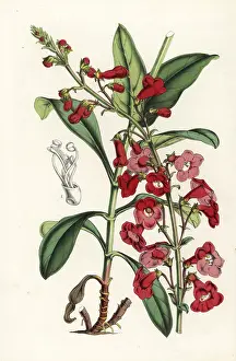 Penstemon: Wright's beardtongue, Penstemon wrightii