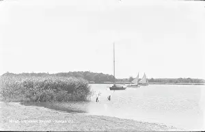 Reeds: Wroxham Broad