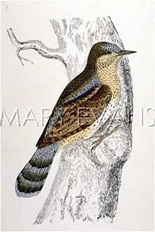 Torquilla: WRYNECK
