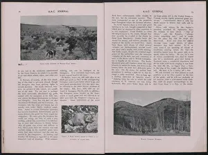 Wyoming: WW1 - The Journal of the RN Anti-Aircraft Corps