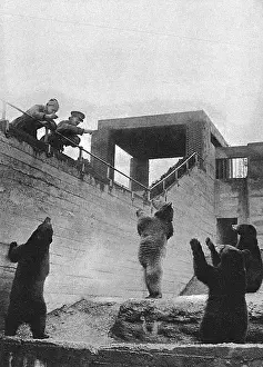 Mascot: WW1 mascots: bears in a zoo