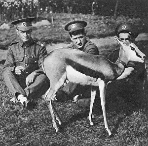 Mascots: WW1 mascots: Nancy the springbok
