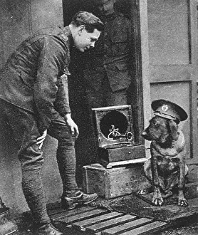 Mascots: WW1 mascots: a war dog, wearing a cap