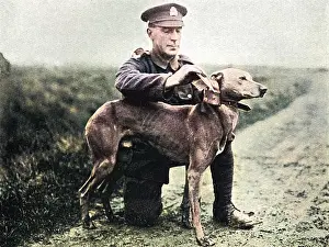 Messengers: WW1 messenger dog