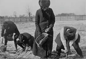 Bpeosa: WW1 - Students digging potatoes