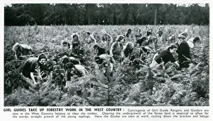 Saplings: WW2 - Home Front - Girl Guides doing forestry work