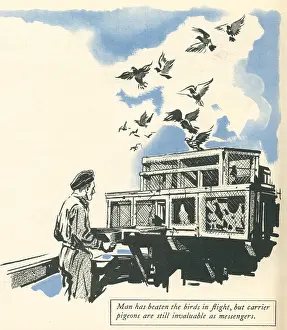 Nicolson: WW2, R.A.F. Messenger Pigeons