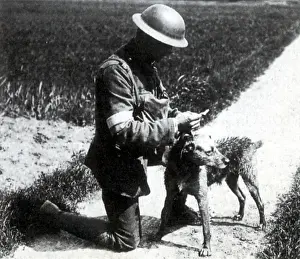 Vital: WWI, British Messenger Dog