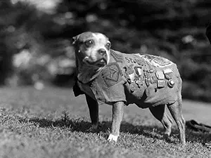 Brindle: WWI, Sergeant Stubby, American War Dog
