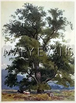 Wych: WYCH ELM TREE