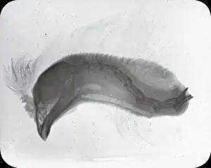 X Rays: X-Ray - Bird's Head showing crest