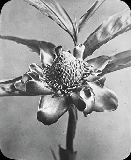 X Rays: X-Ray - Blossom