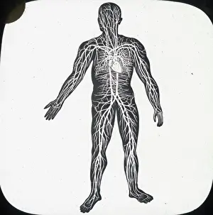 X Rays: X-Ray - Circulatory System of Human