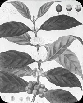X Rays: X-Ray - Coffee Blossom