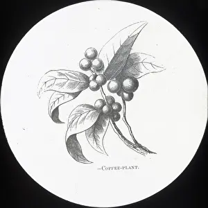 X Rays: X-Ray - Coffee plant
