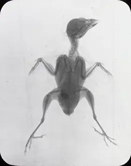 X Rays: X-Ray - Common House Sparrow