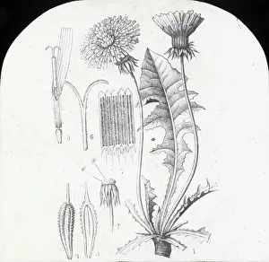 X Rays: X-Ray - Dandelion