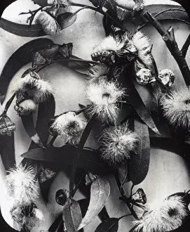 Eucalyptus: X-Ray - Eucalyptus Plant