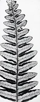 X Rays: X-Ray - Fern