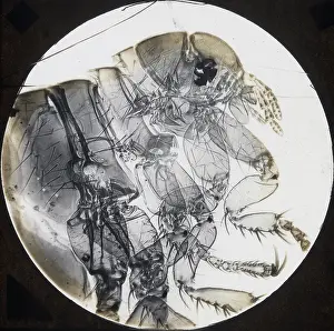 X Rays: X-Ray - Flea