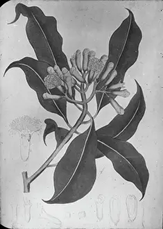 X Rays: X-Ray - Fruit