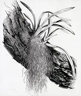 X Rays: X-Ray - Growth on Branch