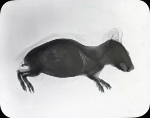 X Rays: X-Ray - Guinea Pig