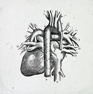 X Rays: X-Ray - Heart and Vessels