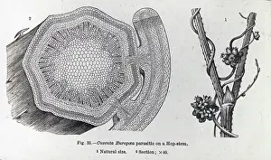 X Rays: X-Ray - Hop Stem Parasite - Section of plant