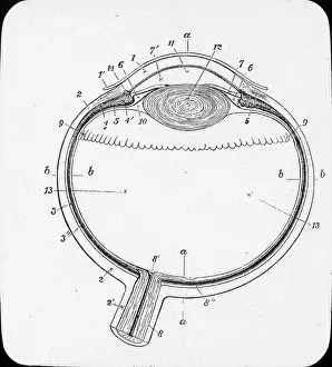 Eyeball: X-Ray - Horizontal Section of the eyeball