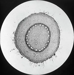 X Rays: X-Ray - Internal structire of a plant cell