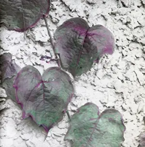 X Rays: X-Ray - Ivy