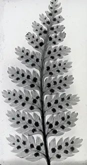 X Rays: X-Ray - Leaves and Seeds