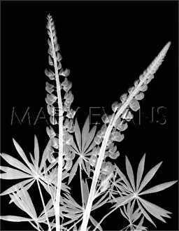 Lupins: X-RAY OF LUPINS