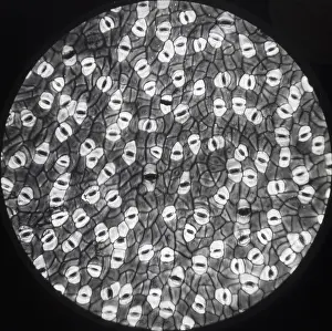 X Rays: X-Ray - Mistletoe Leaf