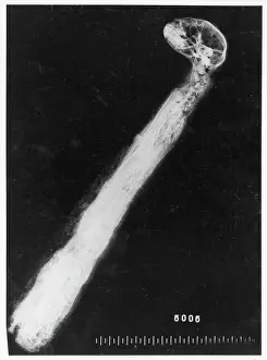 Displaced: X-ray of a mummified cat