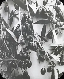 X Rays: X-Ray - Olives