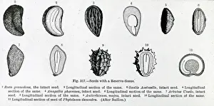 X Rays: X-Ray - Pictures of 11 different seeds