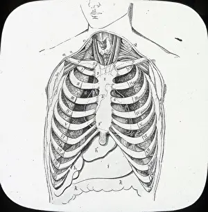 X Rays: X-Ray - Ribcage and internal organs of the upper abdomen