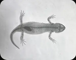X Rays: X-Ray - Salamander