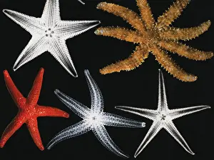 X Ray: X-ray of two sea stars