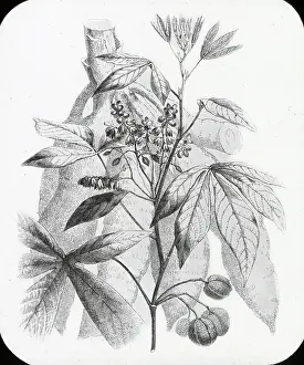 Tapioca: X-Ray - Tapioca Plant