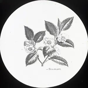 X Rays: X-Ray - Tea Plant