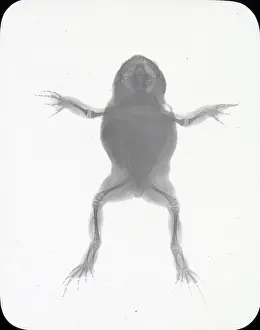 X Rays: X-Ray - Toad