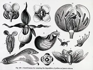 X Rays: X-Ray - Various Pollination Models