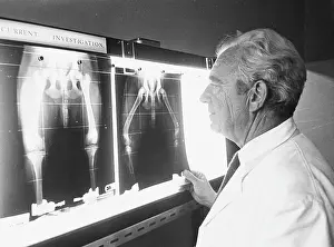 Dall: X-RAYS OF DOGS HIPS