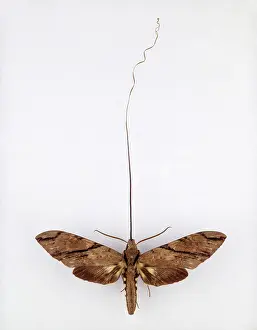 Madagascan: Xanthopan morgani praedicta, hawkmoth