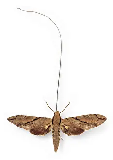 Madagascan: Xanthopan morganii praedicta, sphinx moth