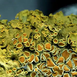 Indicator: Xanthoria parietina, lichen